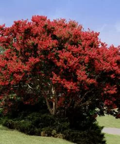 Fast Growing Trees Red Rocket Crape Myrtle Crape Myrtles
