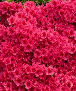 Fast Growing Trees Azalea Shrubs Red Ruffles Azalea Shrub 9 Fast Growing Trees Azalea Shrubs Red Ruffles Azalea Shrub