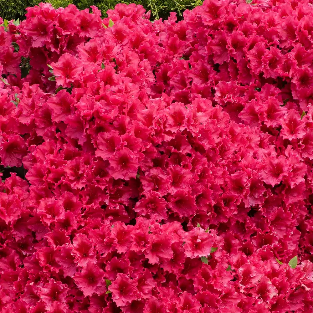 Fast Growing Trees Azalea Shrubs Red Ruffles Azalea Shrub 6 Fast Growing Trees Azalea Shrubs Red Ruffles Azalea Shrub