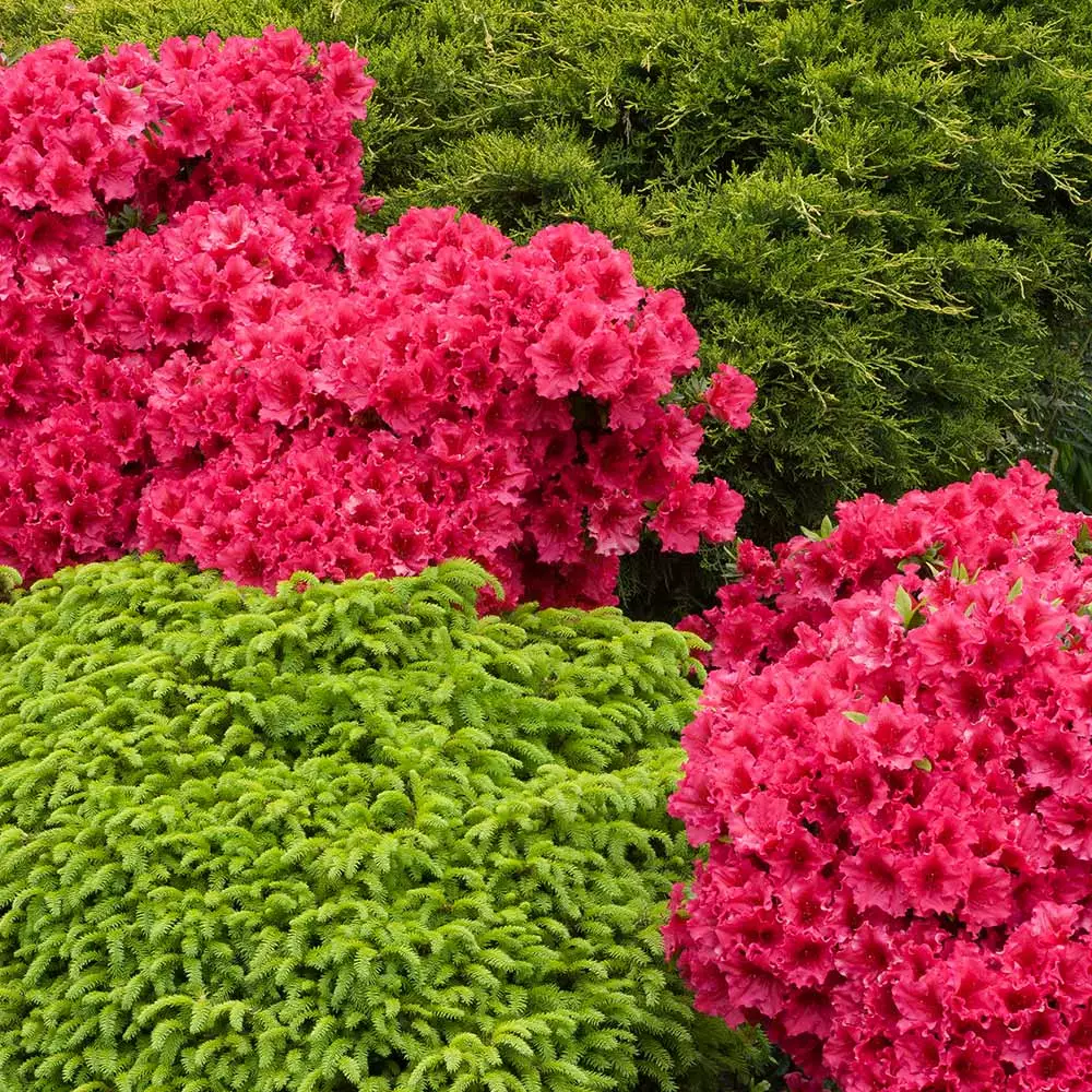 Fast Growing Trees Azalea Shrubs Red Ruffles Azalea Shrub 4 Fast Growing Trees Azalea Shrubs Red Ruffles Azalea Shrub