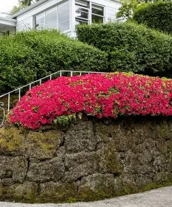 Fast Growing Trees Azalea Shrubs Red Ruffles Azalea Shrub 8 Fast Growing Trees Azalea Shrubs Red Ruffles Azalea Shrub