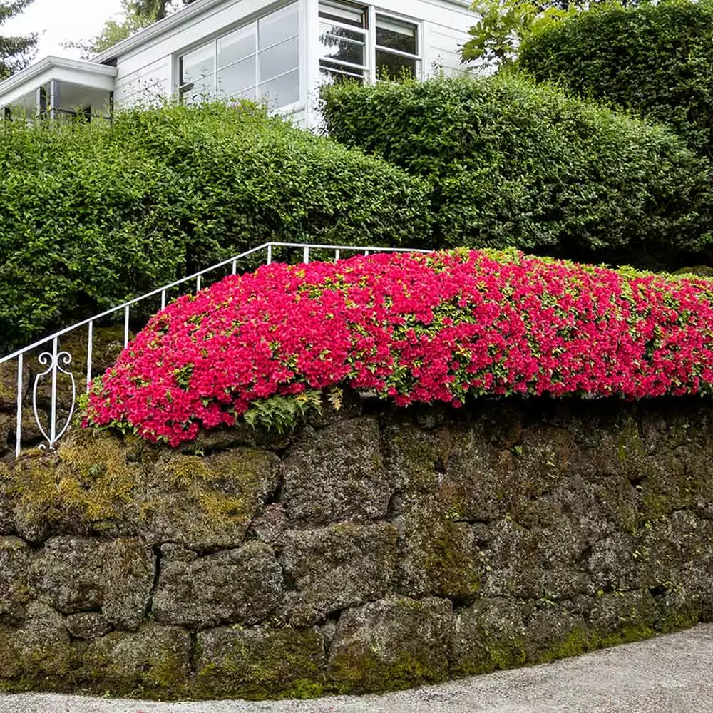 Fast Growing Trees Azalea Shrubs Red Ruffles Azalea Shrub 5 Fast Growing Trees Azalea Shrubs Red Ruffles Azalea Shrub