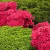 Fast Growing Trees Azalea Shrubs Red Ruffles Azalea Shrub 2 Fast Growing Trees Azalea Shrubs Red Ruffles Azalea Shrub