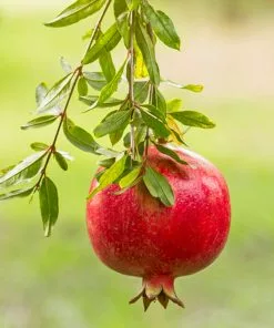 Fast Growing Trees Cold Hardy Red Pomegranate - USDA Organic See All Fruit Trees 12 Fast Growing Trees Cold Hardy Red Pomegranate - USDA Organic See All Fruit Trees