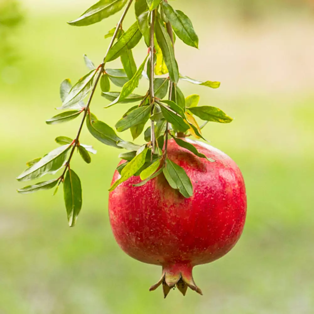 Fast Growing Trees Cold Hardy Red Pomegranate - USDA Organic See All Fruit Trees 7 Fast Growing Trees Cold Hardy Red Pomegranate - USDA Organic See All Fruit Trees