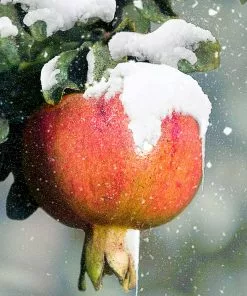 Fast Growing Trees Cold-Hardy Red Pomegranate