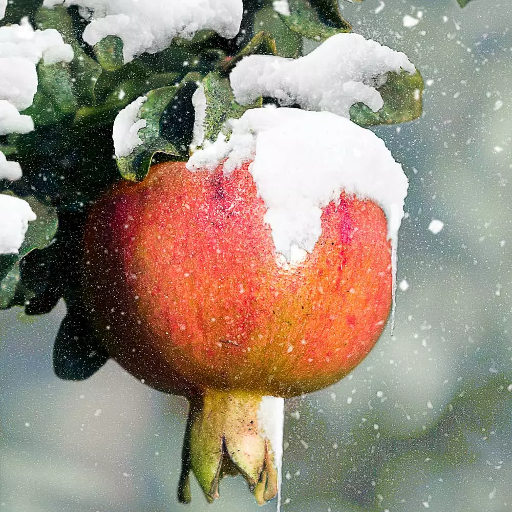 Fast Growing Trees Cold-Hardy Red Pomegranate 4 Fast Growing Trees Cold-Hardy Red Pomegranate