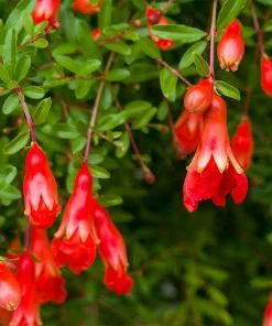 Fast Growing Trees Cold-Hardy Red Pomegranate 9 Fast Growing Trees Cold-Hardy Red Pomegranate