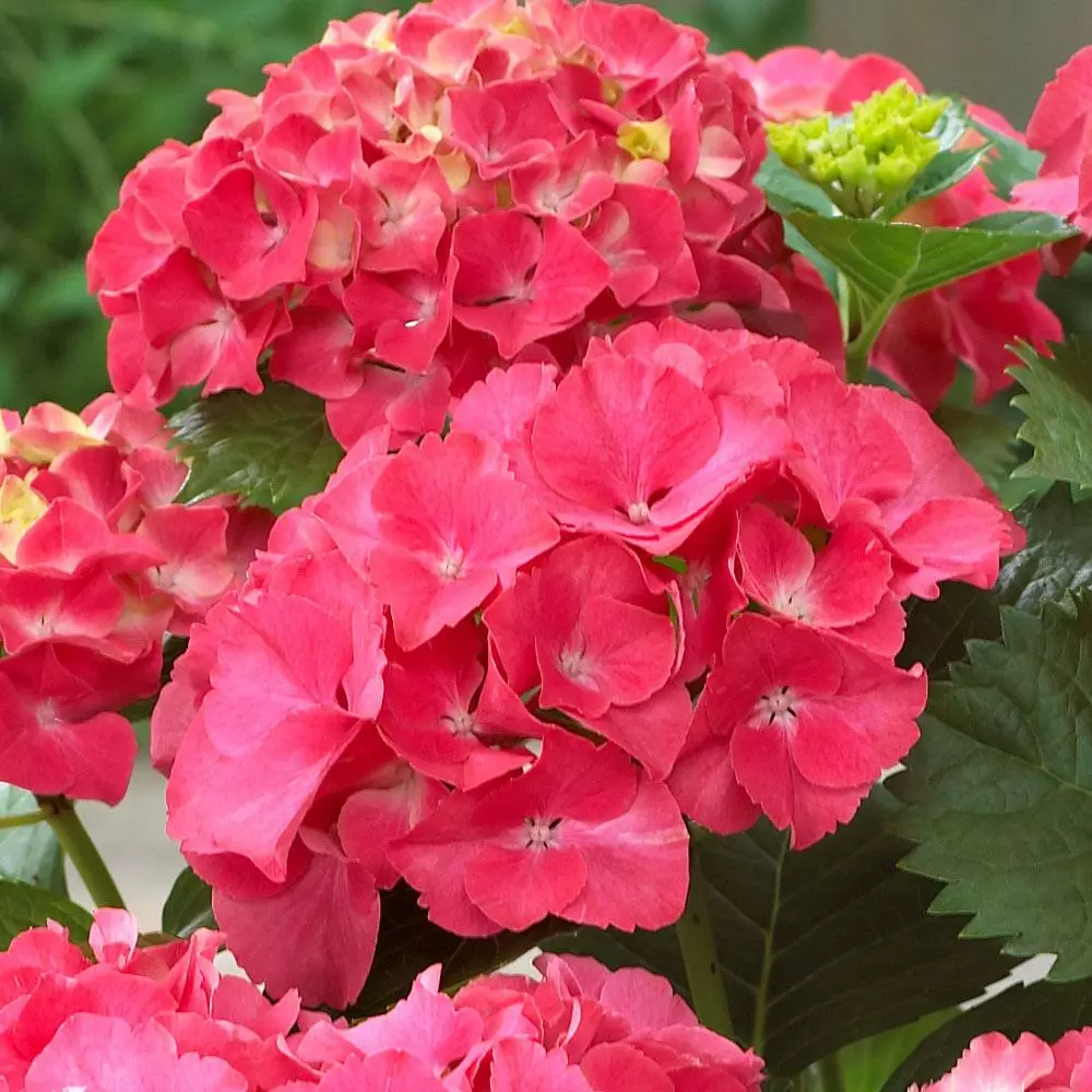 Fast Growing Trees Red Sensation Hydrangea 5 Fast Growing Trees Red Sensation Hydrangea