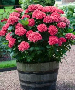 Fast Growing Trees Red Sensation Hydrangea