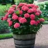 Fast Growing Trees Red Sensation Hydrangea 1 Fast Growing Trees Red Sensation Hydrangea
