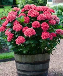 Fast Growing Trees Red Sensation Hydrangea