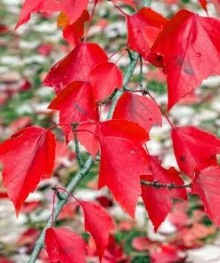 Fast Growing Trees Red Sunset® Maple Tree 9 Fast Growing Trees Red Sunset® Maple Tree