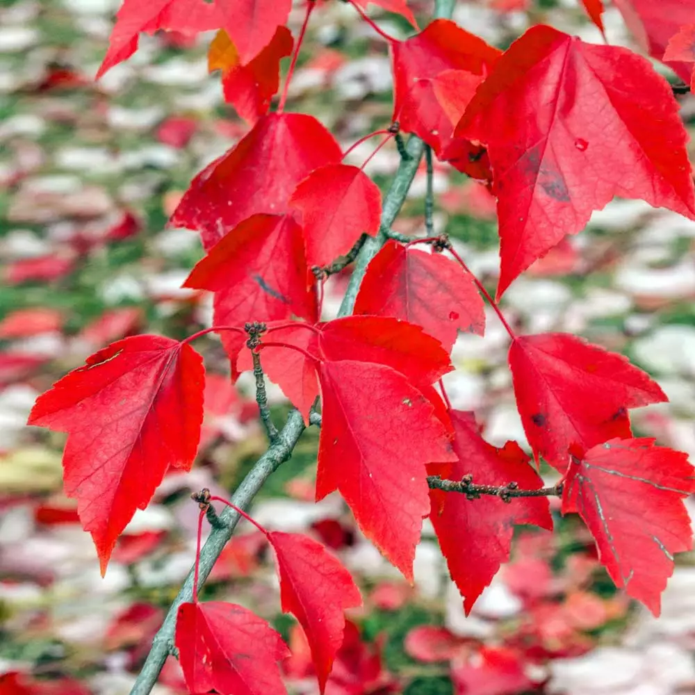 Fast Growing Trees Red Sunset® Maple Tree 5 Fast Growing Trees Red Sunset® Maple Tree