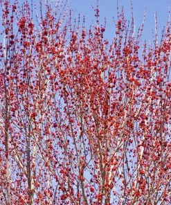 Fast Growing Trees Red Sunset® Maple Tree 10 Fast Growing Trees Red Sunset® Maple Tree