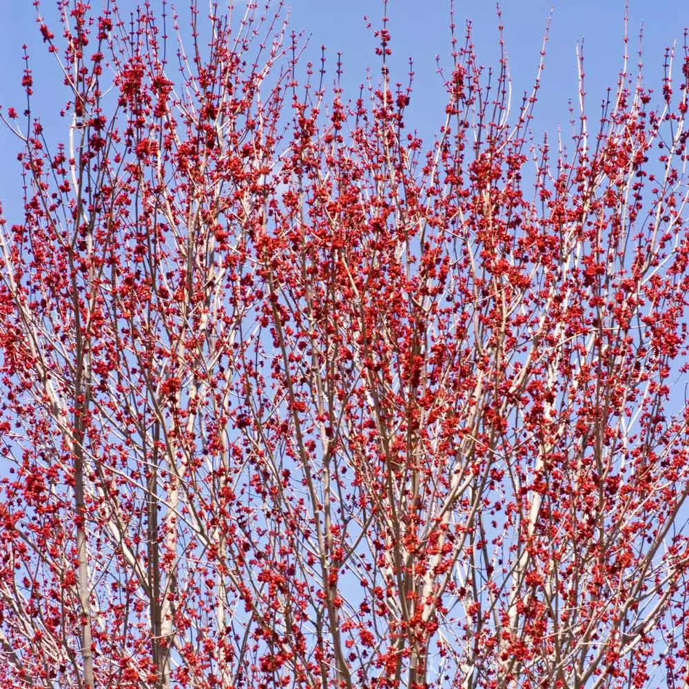 Fast Growing Trees Red Sunset® Maple Tree 6 Fast Growing Trees Red Sunset® Maple Tree
