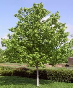 Fast Growing Trees Red Sunset® Maple Tree Maple Trees 11 Fast Growing Trees Red Sunset® Maple Tree Maple Trees