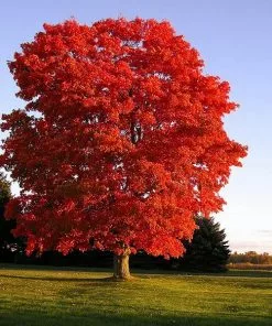 Fast Growing Trees Red Sunset® Maple Tree Maple Trees