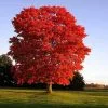 Fast Growing Trees Red Sunset® Maple Tree 2 Fast Growing Trees Red Sunset® Maple Tree