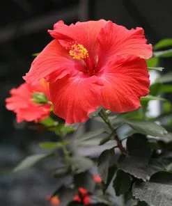Fast Growing Trees Red Tropical Hibiscus Tree 10 Fast Growing Trees Red Tropical Hibiscus Tree