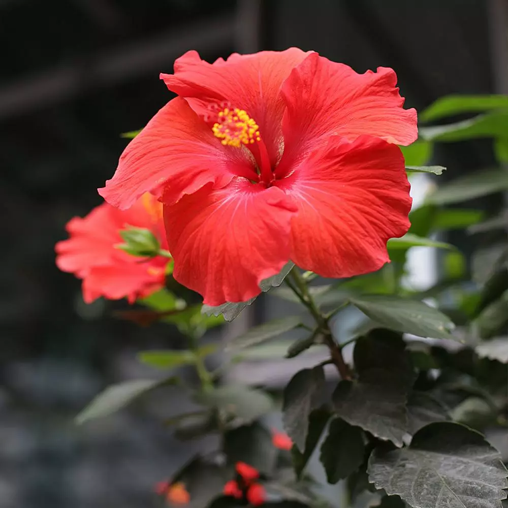 Fast Growing Trees Red Tropical Hibiscus Tree 5 Fast Growing Trees Red Tropical Hibiscus Tree