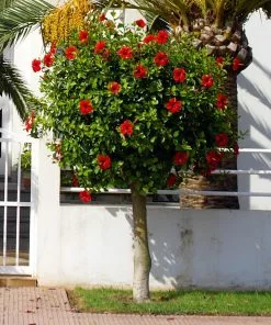 Fast Growing Trees Red Tropical Hibiscus Tree 11 Fast Growing Trees Red Tropical Hibiscus Tree