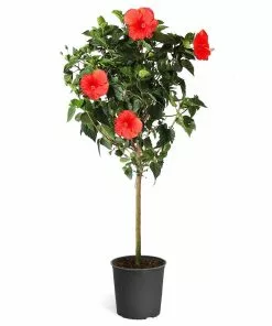 Fast Growing Trees Red Tropical Hibiscus Tree 13 Fast Growing Trees Red Tropical Hibiscus Tree