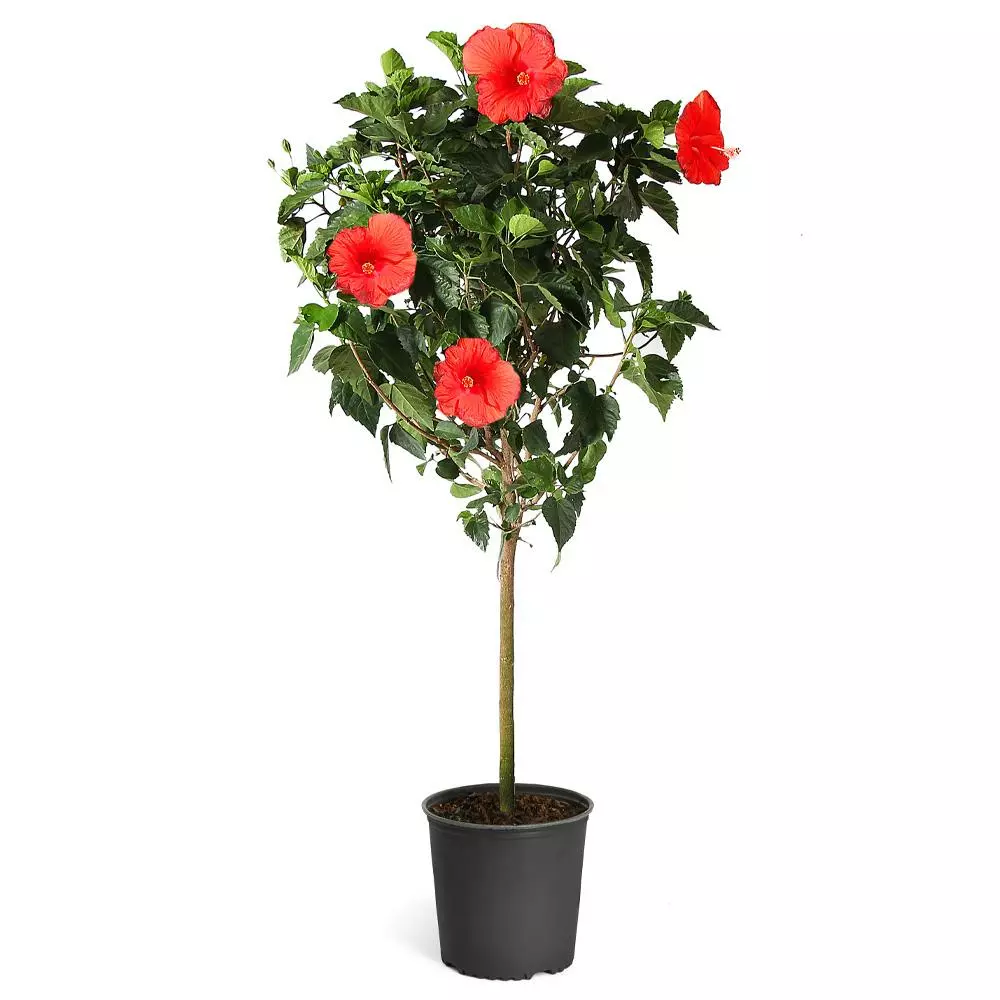 Fast Growing Trees Red Tropical Hibiscus Tree 8 Fast Growing Trees Red Tropical Hibiscus Tree