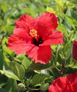 Fast Growing Trees Red Tropical Hibiscus Tree 12 Fast Growing Trees Red Tropical Hibiscus Tree
