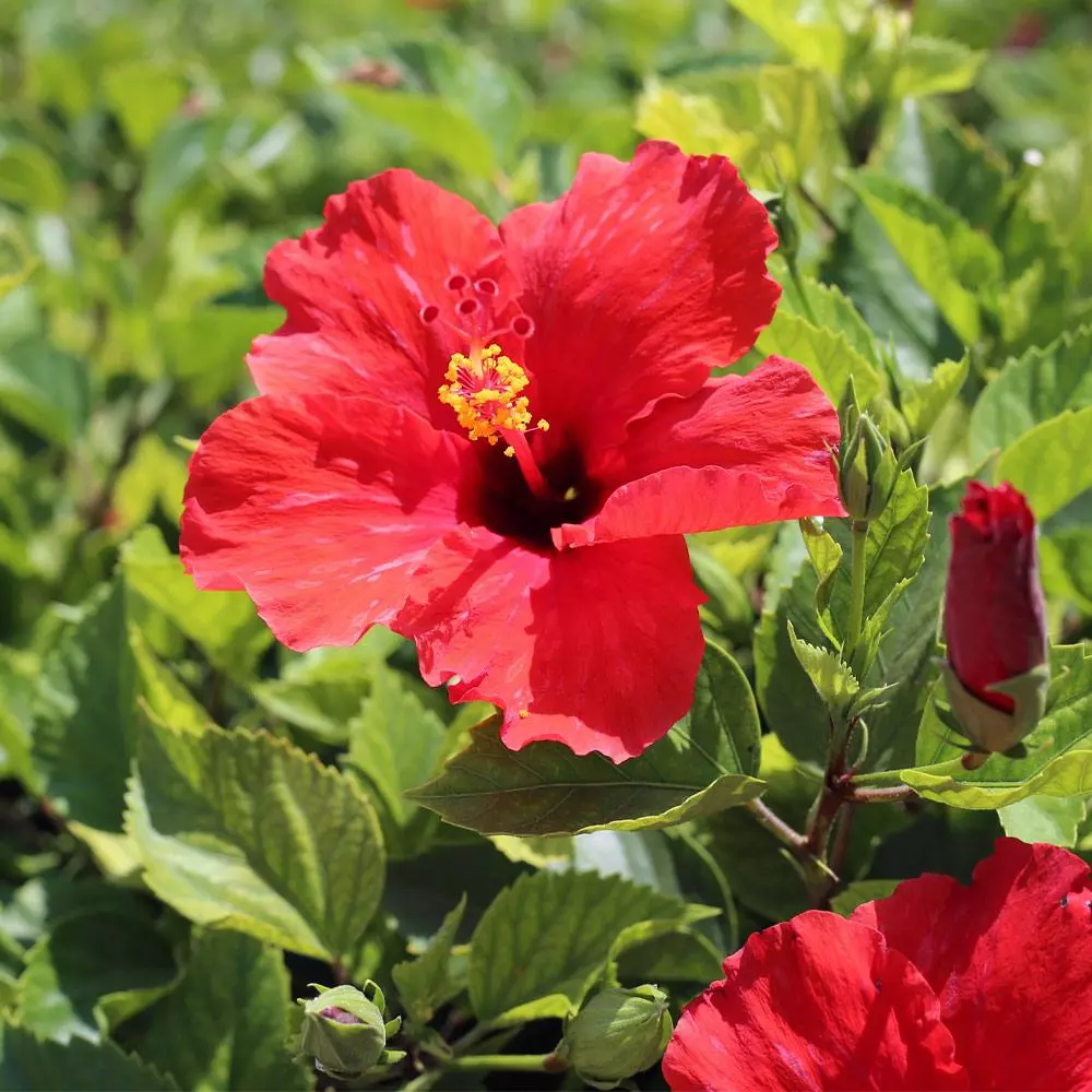 Fast Growing Trees Red Tropical Hibiscus Tree 7 Fast Growing Trees Red Tropical Hibiscus Tree