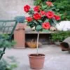 Fast Growing Trees Red Tropical Hibiscus Tree 1 Fast Growing Trees Red Tropical Hibiscus Tree