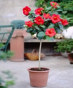Fast Growing Trees Red Tropical Hibiscus Tree