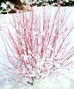 Fast Growing Trees Red Twig Dogwood Shrub Dogwood Trees