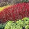 Fast Growing Trees Red Twig Dogwood Shrub Dogwood Trees 2 Fast Growing Trees Red Twig Dogwood Shrub Dogwood Trees