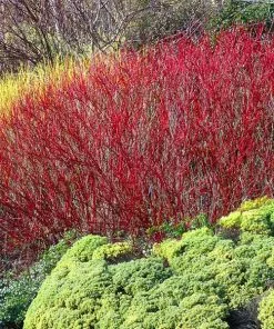 Fast Growing Trees Red Twig Dogwood Shrub Dogwood Trees