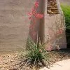 Fast Growing Trees Red Yucca Plant Air Purifying House Plants 1 Fast Growing Trees Red Yucca Plant Air Purifying House Plants