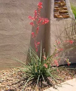 Fast Growing Trees Red Yucca Plant Air Purifying House Plants