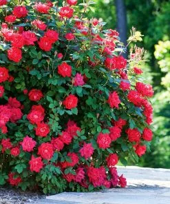 Fast Growing Trees Roses Double Knock Out® Rose