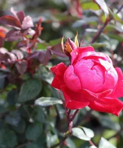 Fast Growing Trees Roses Double Knock Out® Rose 12 Fast Growing Trees Roses Double Knock Out® Rose