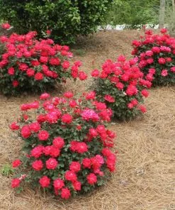 Fast Growing Trees Roses Double Knock Out® Rose 13 Fast Growing Trees Roses Double Knock Out® Rose