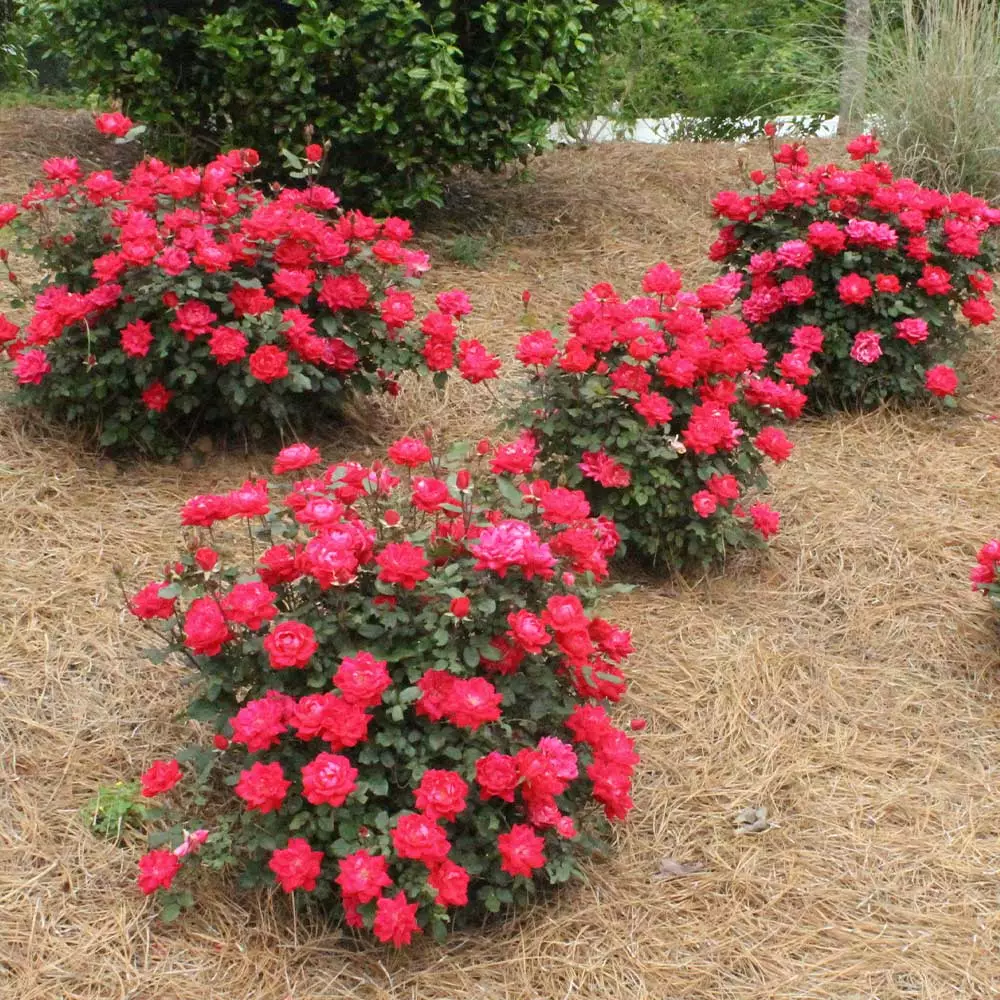 Fast Growing Trees Roses Double Knock Out® Rose 8 Fast Growing Trees Roses Double Knock Out® Rose