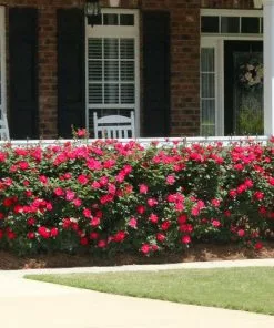 Fast Growing Trees Roses Double Knock Out® Rose 10 Fast Growing Trees Roses Double Knock Out® Rose