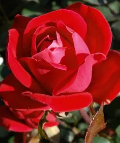 Fast Growing Trees Roses Double Knock Out® Rose 11 Fast Growing Trees Roses Double Knock Out® Rose
