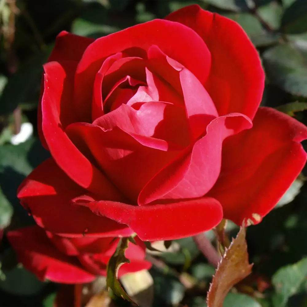 Fast Growing Trees Roses Double Knock Out® Rose 6 Fast Growing Trees Roses Double Knock Out® Rose