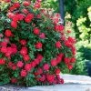Fast Growing Trees Roses Double Knock Out® Rose 2 Fast Growing Trees Roses Double Knock Out® Rose