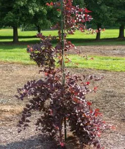 Fast Growing Trees Purple Plunge Weeping Plum Tree 11 Fast Growing Trees Purple Plunge Weeping Plum Tree