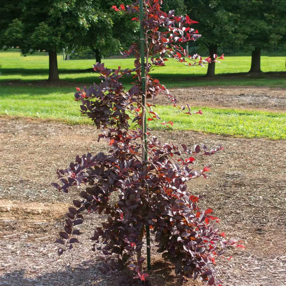Fast Growing Trees Purple Plunge Weeping Plum Tree 6 Fast Growing Trees Purple Plunge Weeping Plum Tree