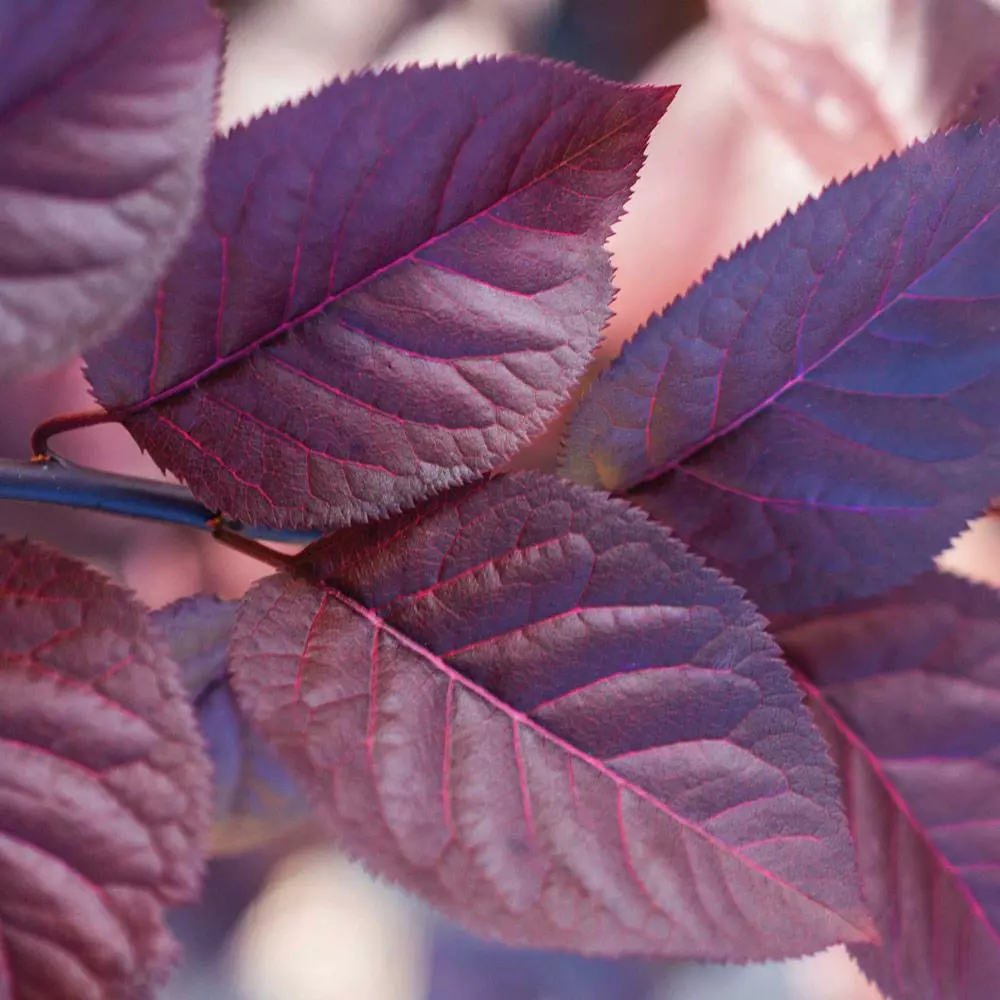 Fast Growing Trees Purple Plunge Weeping Plum Tree 4 Fast Growing Trees Purple Plunge Weeping Plum Tree
