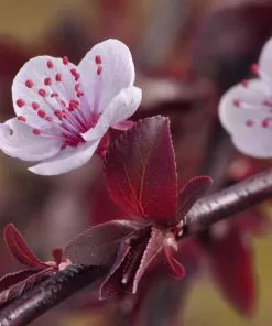 Fast Growing Trees Purple Plunge Weeping Plum Tree 10 Fast Growing Trees Purple Plunge Weeping Plum Tree