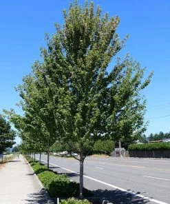 Fast Growing Trees Redpointe® Maple Maple Trees 9 Fast Growing Trees Redpointe® Maple Maple Trees